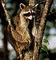 Click image for larger version

Name:	raccoon2.jpg
Views:	198
Size:	38.6 KB
ID:	8945947