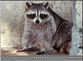 Click image for larger version

Name:	raccoon4.jpg
Views:	178
Size:	52.8 KB
ID:	8945949