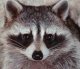 Click image for larger version

Name:	raccoon.jpg
Views:	215
Size:	2.7 KB
ID:	8945950