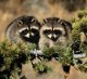Click image for larger version

Name:	raccoon1.jpg
Views:	204
Size:	3.2 KB
ID:	8945951