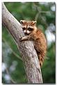 Click image for larger version

Name:	raccoon5.jpg
Views:	191
Size:	8.2 KB
ID:	8945952
