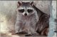 Click image for larger version

Name:	raccoon4.jpg
Views:	167
Size:	2.2 KB
ID:	8945958