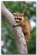 Click image for larger version

Name:	raccoon5.jpg
Views:	152
Size:	2.2 KB
ID:	8945959