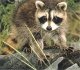 Click image for larger version

Name:	racoon7.jpg
Views:	152
Size:	3.1 KB
ID:	8946501