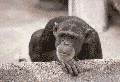 Click image for larger version

Name:	ape_shaking head no.gif
Views:	412
Size:	34.0 KB
ID:	8947534