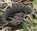 Click image for larger version

Name:	hognosesnake-puff adder.jpg
Views:	99
Size:	155.6 KB
ID:	8947595