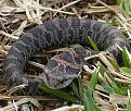 Click image for larger version

Name:	hognosesnake-puff adder.jpg
Views:	70
Size:	155.6 KB
ID:	8947595