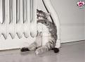 Click image for larger version

Name:	kitten staying warm.jpg
Views:	96
Size:	29.6 KB
ID:	8947937