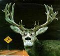 Click image for larger version

Name:	deer.jpg
Views:	103
Size:	19.7 KB
ID:	8947938