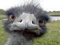 Click image for larger version

Name:	emu talk.jpg
Views:	92
Size:	70.5 KB
ID:	8948147