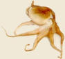 Click image for larger version

Name:	octopus.jpg
Views:	185
Size:	2.1 KB
ID:	8948526