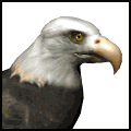 Click image for larger version

Name:	bald_eagle_searching_md_wht.gif
Views:	142
Size:	13.9 KB
ID:	8954160