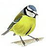 Click image for larger version

Name:	blue-tit.jpg
Views:	119
Size:	6.5 KB
ID:	8954241