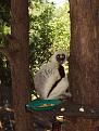 Click image for larger version

Name:	lemur.jpg
Views:	183
Size:	124.9 KB
ID:	8955264