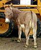 Click image for larger version

Name:	winstonreara.jpg
Views:	297
Size:	14.8 KB
ID:	8955774