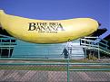 Click image for larger version

Name:	big banana.jpg
Views:	281
Size:	41.9 KB
ID:	8956888