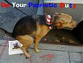 Click image for larger version

Name:	patriotic duty dog.jpg
Views:	400
Size:	90.7 KB
ID:	8957181