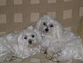 Click image for larger version

Name:	charlie and rosie.jpg
Views:	256
Size:	36.5 KB
ID:	8957254