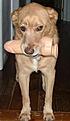 Click image for larger version

Name:	doggie.jpeg
Views:	115
Size:	11.4 KB
ID:	8957388