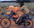 Click image for larger version

Name:	sheep on motorcycle.jpg
Views:	262
Size:	4.5 KB
ID:	8957558