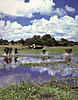 Click image for larger version

Name:	swamp attack.jpg
Views:	143
Size:	110.2 KB
ID:	8958575