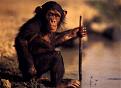 Click image for larger version

Name:	monkey-river.jpg
Views:	224
Size:	40.6 KB
ID:	8959092
