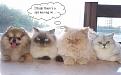 Click image for larger version

Name:	pic19977.jpg
Views:	215
Size:	26.0 KB
ID:	8959334