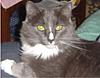 Click image for larger version

Name:	cat1-800.jpg
Views:	270
Size:	50.7 KB
ID:	8960213