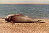 Click image for larger version

Name:	elefantes.jpg
Views:	270
Size:	68.1 KB
ID:	8960239