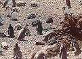 Click image for larger version

Name:	pinguinos.jpg
Views:	263
Size:	81.3 KB
ID:	8960244