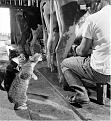 Click image for larger version

Name:	kitty with cow milk.jpg
Views:	141
Size:	118.6 KB
ID:	8961713