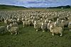 Click image for larger version

Name:	propaganda sheep.jpg
Views:	132
Size:	32.7 KB
ID:	8961957