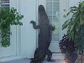 Click image for larger version

Name:	gator.jpg
Views:	238
Size:	29.9 KB
ID:	8962767