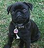 Click image for larger version

Name:	pug.jpg
Views:	120
Size:	34.7 KB
ID:	8963142