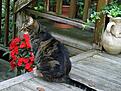 Click image for larger version

Name:	aug 03 006.jpg
Views:	242
Size:	75.0 KB
ID:	8963171