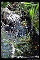 Click image for larger version

Name:	everglades-8_3.jpg
Views:	112
Size:	109.8 KB
ID:	8963360