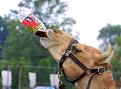 Click image for larger version

Name:	camel juice.jpg
Views:	111
Size:	36.3 KB
ID:	8963487