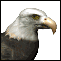 Click image for larger version

Name:	bald_eagle_searching_md_wht.gif
Views:	173
Size:	13.9 KB
ID:	8963511