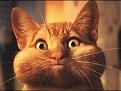 Click image for larger version

Name:	whatbudgie.jpg
Views:	414
Size:	30.1 KB
ID:	8963972