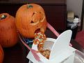 Click image for larger version

Name:	drunkpumpkin.jpg
Views:	207
Size:	36.2 KB
ID:	8964098