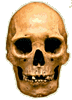Click image for larger version

Name:	mexican skull.gif
Views:	109
Size:	13.9 KB
ID:	8964104