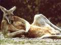 Click image for larger version

Name:	kangaroo centerfold.jpg
Views:	129
Size:	3.7 KB
ID:	8964408