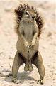 Click image for larger version

Name:	squirrel02.jpg
Views:	117
Size:	24.5 KB
ID:	8965091