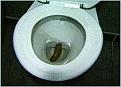 Click image for larger version

Name:	toilet01.jpg
Views:	117
Size:	6.4 KB
ID:	8965263