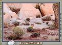 Click image for larger version

Name:	wabbits living in mountains.jpg
Views:	99
Size:	169.8 KB
ID:	8965643
