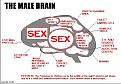 Click image for larger version

Name:	malebrain.jpg
Views:	95
Size:	60.4 KB
ID:	8965920