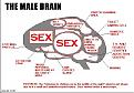 Click image for larger version

Name:	malebrain.jpg
Views:	122
Size:	60.4 KB
ID:	8965920