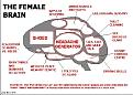 Click image for larger version

Name:	femalebrain.jpg
Views:	108
Size:	64.1 KB
ID:	8965921