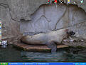 Click image for larger version

Name:	sealion.jpg
Views:	173
Size:	154.9 KB
ID:	8966777