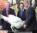 Click image for larger version

Name:	bushturkey.jpg
Views:	124
Size:	28.8 KB
ID:	8967646